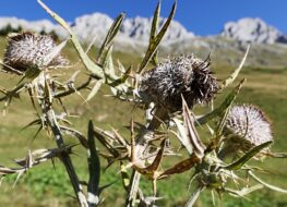 008 - wollkoepfige kratzdistel
